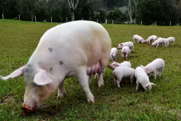 Brasil tem o menor custo de produção de suínos entre 17 países