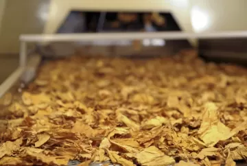 Acordo Mercosul–União Europeia deve impulsionar competitividade do tabaco brasileiro no mercado europeu
