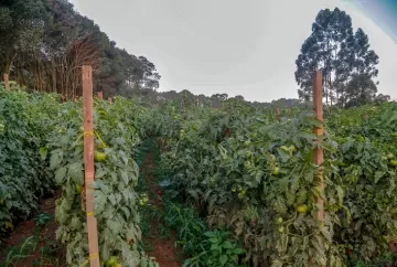 Paraná consolida força no agro com destaque para coelhos, hortaliças e avanço da produção animal
