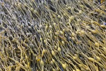 Bioestimulantes ganham espaço nos pomares e ajudam frutas a resistirem ao estresse climático
