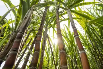 Safra de cana 2026 em SP começa antecipada e usinas ampliam aposta na produção de etanol