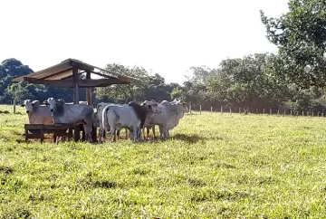 Pecuária brasileira aumenta produtividade e evita ocupação de 423 milhões de hectares, aponta estudo