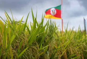 Arroz no RS registra produtividade acima do esperado e colheita atinge mais de 98% da área