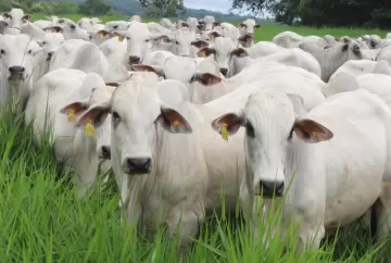 Instituto Biológico amplia produção de kits para diagnóstico de brucelose e tuberculose bovina no Brasil