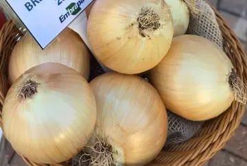 Nova cebola da Embrapa reduz riscos do cultivo no verão e pode elevar produtividade no Cerrado