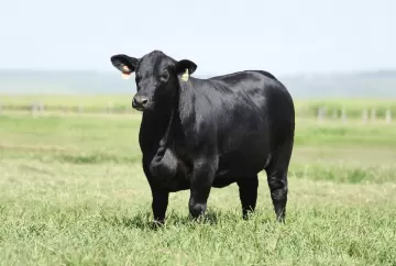 Leilão da VPJ cresce 30% e fortalece expansão das raças Brangus e Ultrablack no Nordeste
