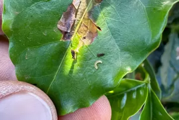 Bicho-mineiro ameaça lavouras de café no outono e biossolução ganha espaço no controle da praga