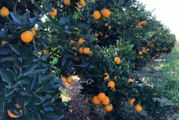 Expocitros 2026 destaca inovação no manejo citrícola e soluções contra o greening na maior feira da citricultura da América Latina
