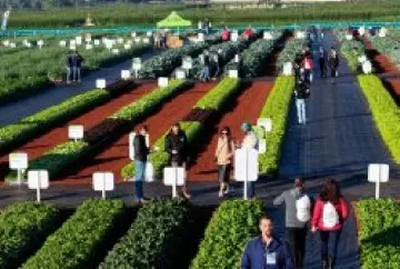 Open Field Day 2026 celebra 20 anos como vitrine de inovação em hortaliças no Brasil