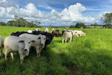 Inteligência Artificial revoluciona manejo de plantas daninhas na Integração Lavoura-Pecuária