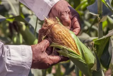 Produtores do Sul batem recordes no milho com lavouras acima de 360 sacas por hectare