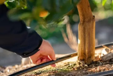 Clima extremo e greening aceleram adoção de irrigação inteligente nos pomares de citros