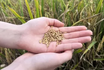 SindArroz-SC alerta que importação em cenário de superoferta ameaça mercado do arroz brasileiro