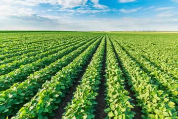 Área de soja cresce quase 300 mil hectares em MT e RO mesmo com crédito rural mais restritivo