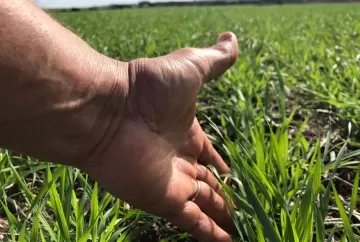 Trigo pode ganhar até 423 kg por hectare com manejo fisiológico em cenário de El Niño
