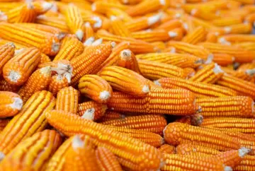 Milho impulsiona bioenergia e proteína animal: modelo Food + Fuel + Feed integra produção sustentável e reduz pressão por novas áreas agrícolas
