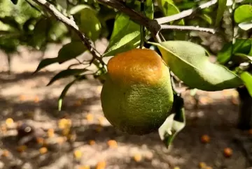 Goiás intensifica combate ao Greening com novo programa estadual de controle do HLB nos citros