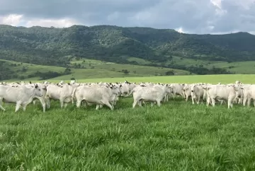 Boi gordo recua em São Paulo com aumento da oferta e consumo enfraquecido de carne bovina