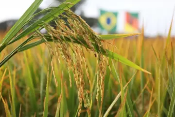 Federarroz cobra apoio emergencial ao agro gaúcho e defende tratamento diferenciado para produtores do RS