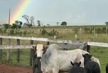 Pecuária de precisão no Mato Grosso do Sul: genética, cruzamento Nelore-Angus e confinamento elevam valor da produção