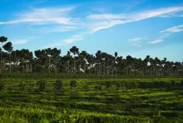 Cerrado Mineiro lança nova marca global na World of Coffee Brussels 2026 e reforça liderança no mercado de cafés especiais