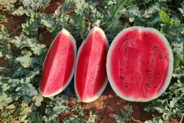 Melancia ganha espaço no mercado brasileiro com foco em sabor, qualidade e maior vida útil pós-colheita