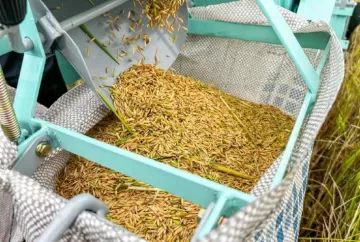 Produção de arroz em Alagoas cresce 41% em três anos e fortalece rizicultura no Baixo São Francisco