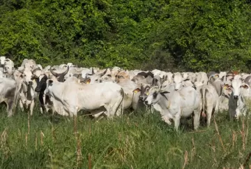 Prazo da Declaração de Rebanho 2026 em Goiás termina neste domingo e pecuaristas devem regularizar cadastro