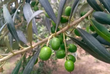 Paraná identifica 69 municípios aptos ao cultivo de oliveiras e fortalece potencial da olivicultura