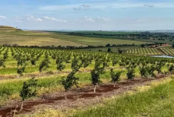 Integrada amplia produção de laranja no Paraná e fortalece cadeia industrial de sucos