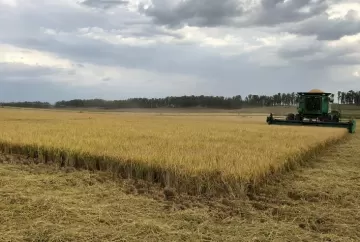 Colheita de arroz termina no Rio Grande do Sul e mercado enfrenta baixa liquidez com pressão nos preços