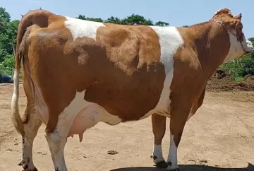 Simental Dupla Aptidão ganha espaço na pecuária leiteira com maior rentabilidade e valorização dos machos