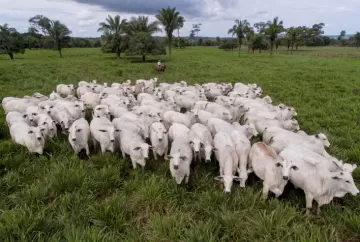 Pecuária pantaneira avança com tecnologia reprodutiva e acelera melhoramento genético no Pantanal