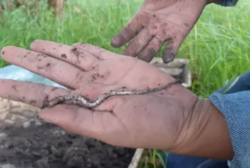 Descoberta de novas espécies de minhocas em sistemas integrados reforça sustentabilidade no agro brasileiro