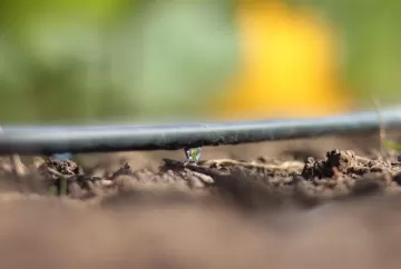 Irrigação por gotejamento ganha espaço no agro e melhora produtividade, uniformidade e controle da lavoura