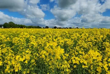 Embrapa lança projeto estratégico para acelerar transição energética e ampliar produção de biocombustíveis no Brasil
