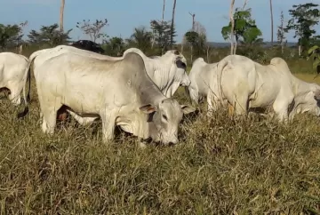 Transição águas-seca exige planejamento nutricional para evitar perdas na pecuária de corte
