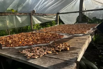 Startup brasileira transforma resíduo do babaçu em proteína vegetal e cria nova fonte de renda na Amazônia