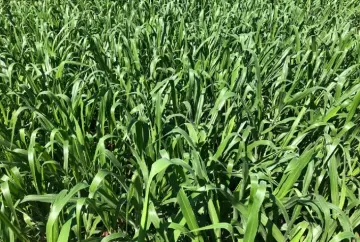Híbridos de braquiária avançam no mercado forrageiro e ganham espaço na pecuária brasileira