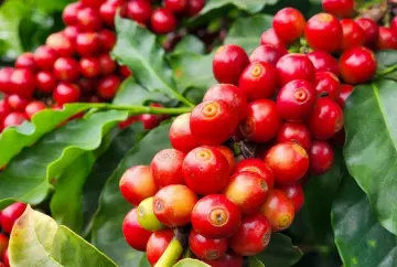 Café mineiro deve bater recorde em 2026, mas mudanças climáticas acendem alerta para próximas safras