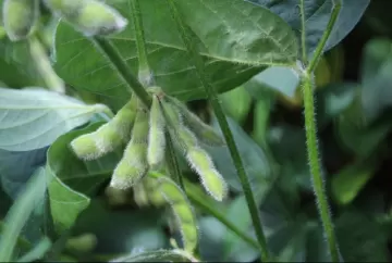 Safra 2026/27: risco de El Niño e custos elevados tornam escolha da cultivar decisiva para a soja