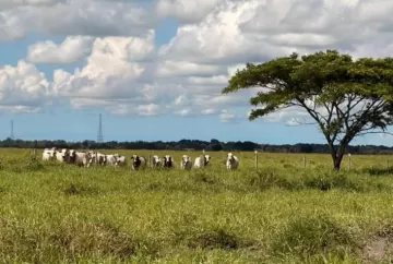 Manejo do pasto antes da seca é decisivo para garantir produtividade da pecuária até outubro