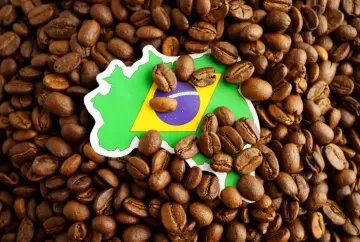Tecnologia na classificação de café impulsiona qualidade e fortalece exportações brasileiras