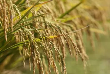 Mercado de arroz enfrenta travamento nas negociações e pressão nos preços em maio