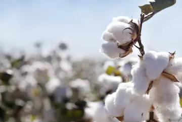 Cotonicultura baiana comemora 26 anos da Abapa e consolida liderança do algodão brasileiro no mercado global