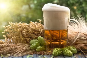Cervejarias se concentram no Sul e Sudeste, enquanto produção de cevada avança como desafio estratégico para o Brasil