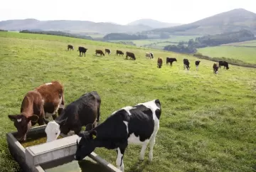Genética bovina pode aumentar produção de leite em até 9,2% e reduzir emissões de metano, aponta estudo
