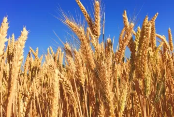 Área de cevada pode cair mais de 30% no Rio Grande do Sul com risco climático e avanço do El Niño