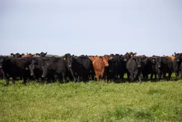 Raça Angus cresce 80% em Rondônia e impulsiona produção de carne premium no Norte do Brasil