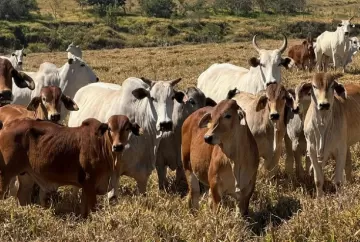 Leilão de bezerros Brahman cresce 42% e confirma valorização da pecuária de corte em 2026